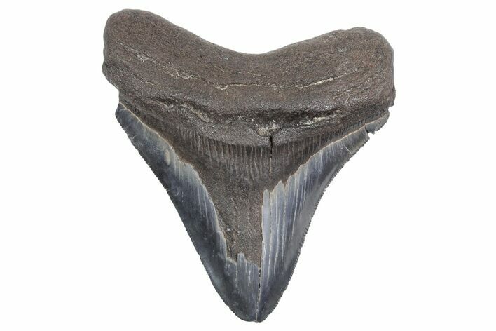 Serrated, Fossil Megalodon Tooth - South Carolina #358971